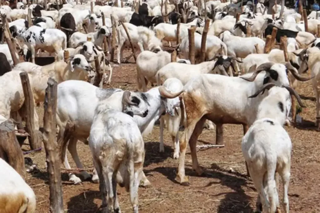 Shoppers and traders at a busy market in the Federal Capital Territory during Eid Al-Adha preparations amid economic hardship and reduced spending.