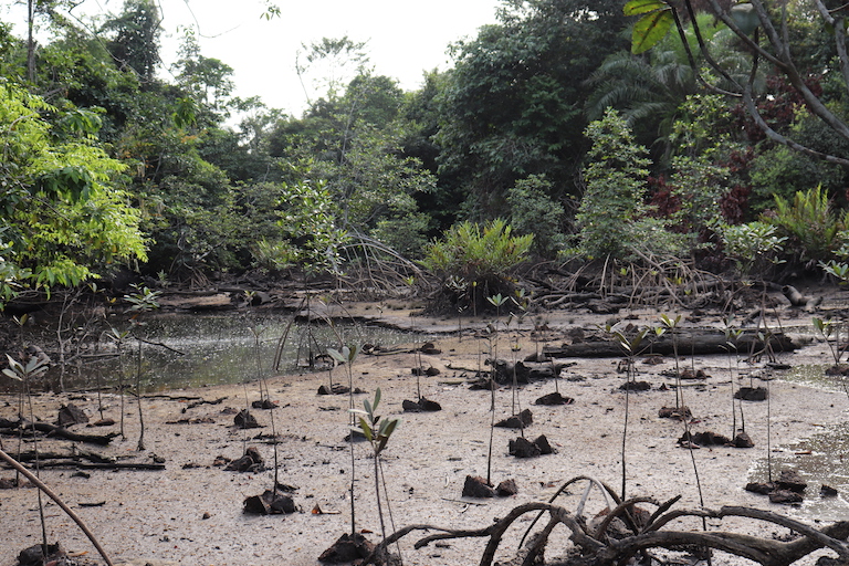 Mangrove forests in Nigeria's Niger Delta, highlighting the need for conservation to protect communities and the environment from degradation.